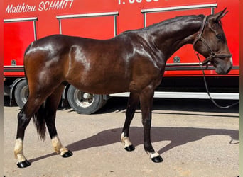 Selle français, Wałach, 2 lat, 164 cm