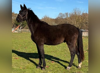 Selle français, Wałach, 3 lat, 169 cm, Kara