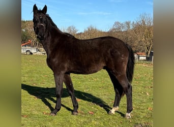 Selle français, Wałach, 3 lat, 169 cm, Kara