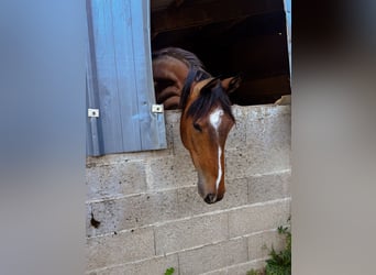 Selle français, Wałach, 3 lat, Gniada
