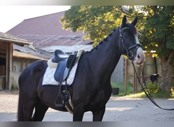 Selle français, Wałach, 4 lat, 165 cm, Kara