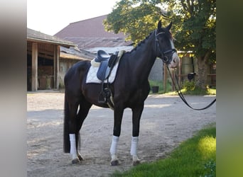 Selle français, Wałach, 4 lat, 165 cm, Kara