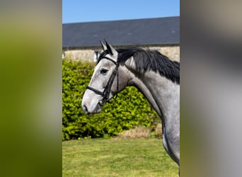 Selle français, Wałach, 4 lat, 165 cm, Siwa