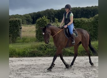 Selle français, Wałach, 4 lat, 167 cm, Gniada