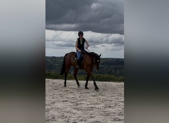 Selle français, Wałach, 4 lat, 167 cm, Gniada