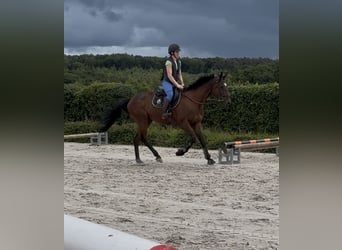 Selle français, Wałach, 4 lat, 167 cm, Gniada