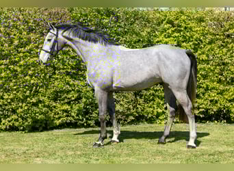 Selle français, Wałach, 5 lat, 160 cm, Siwa