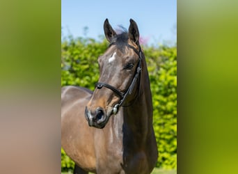 Selle français, Wałach, 5 lat, 161 cm, Ciemnogniada