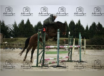 Selle français, Wałach, 5 lat, 163 cm, Gniada