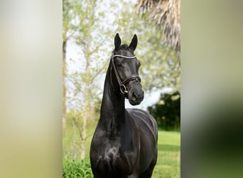 Selle français, Wałach, 5 lat, 167 cm, Kara