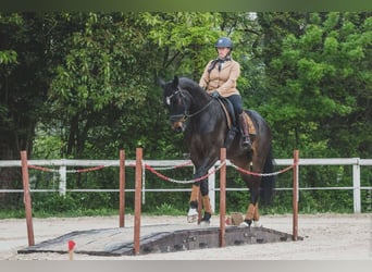 Selle français, Wałach, 5 lat, 173 cm, Skarogniada