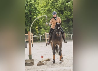 Selle français, Wałach, 5 lat, 173 cm, Skarogniada