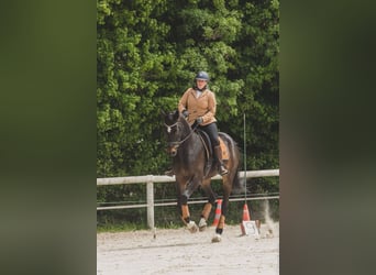 Selle français, Wałach, 5 lat, 173 cm, Skarogniada