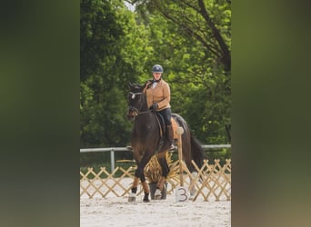 Selle français, Wałach, 5 lat, 173 cm, Skarogniada