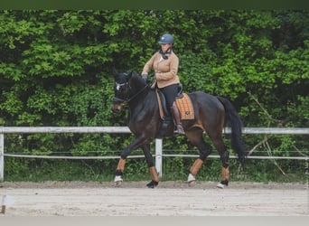 Selle français, Wałach, 5 lat, 173 cm, Skarogniada