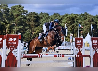 Selle français, Wałach, 6 lat, 158 cm, Ciemnogniada