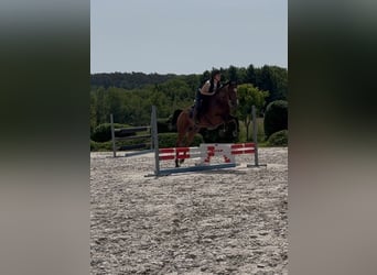 Selle français, Wałach, 6 lat, 165 cm, Gniada