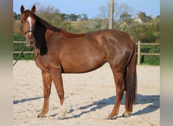 Selle français, Wałach, 6 lat, 167 cm