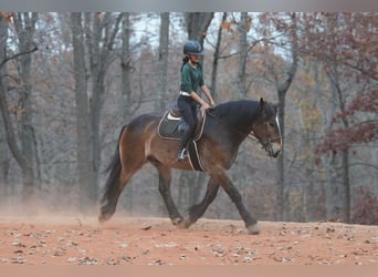 Selle français Mix, Wałach, 6 lat, 168 cm, Jelenia