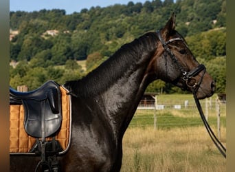Selle français, Wałach, 6 lat, 173 cm, Ciemnogniada