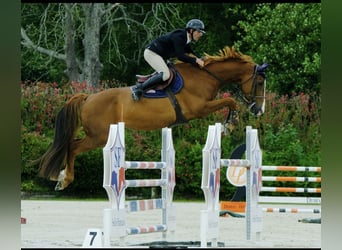 Selle français, Wałach, 6 lat, 175 cm, Cisawa