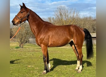 Selle français, Wałach, 7 lat, 160 cm, Gniada