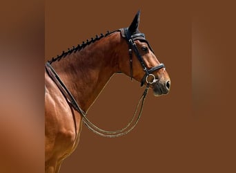 Selle français, Wałach, 7 lat, 166 cm, Gniada