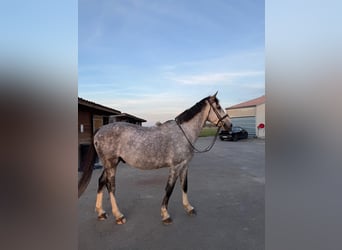 Selle français, Wałach, 7 lat, 170 cm, Siwa w hreczce