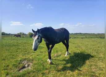 Selle français, Wałach, 7 lat, 174 cm, Siwa