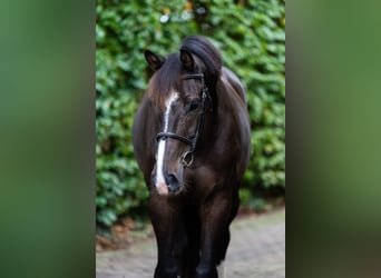 Selle français, Wałach, 7 lat, 178 cm, Ciemnogniada