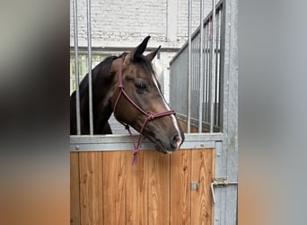 Selle français, Wałach, 8 lat, 162 cm, Skarogniada