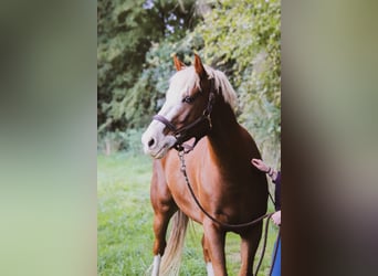 Selle français Mix, Wałach, 9 lat, 158 cm, Kasztanowata