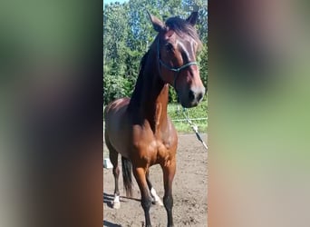 Selle français, Wałach, 9 lat, 165 cm, Gniada