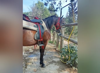 Selle français, Wałach, 9 lat, 165 cm, Gniada