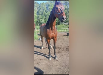 Selle français, Wałach, 9 lat, 165 cm, Gniada