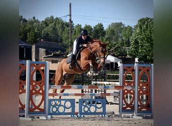 Selle français, Wałach, 9 lat, 175 cm, Gniada