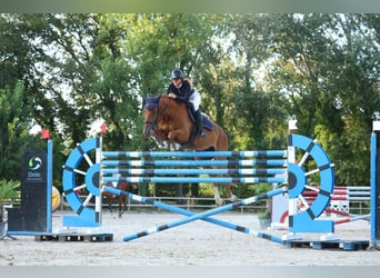 Selle français, Wałach, 9 lat, 175 cm, Gniada