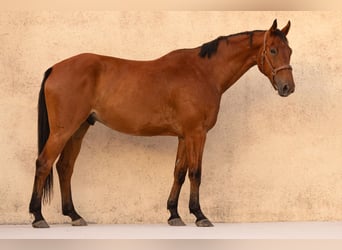 Selle français, Wałach, 9 lat, 175 cm, Gniada