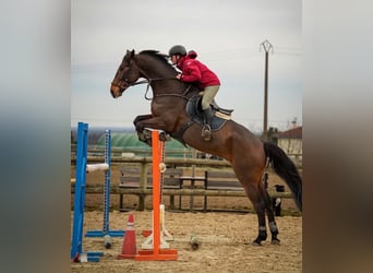 Selle français, Wałach, 9 lat, 178 cm, Gniada