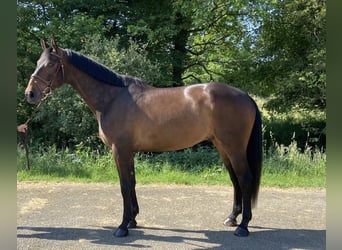 Selle français, Wałach, 5 lat, 168 cm, Gniada