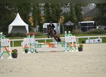Selle français, Wałach, 5 lat, 168 cm, Gniada