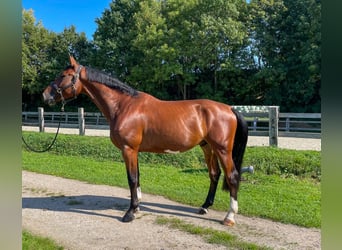 Selle français, Wałach, 5 lat, 172 cm, Gniada