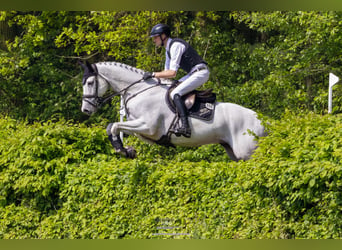 Selle français, Wałach, 7 lat, 172 cm, Siwa