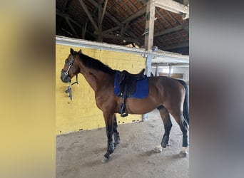 Selle français, Wałach, 8 lat, 173 cm, Gniada