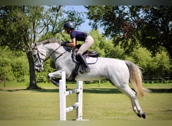 Selle Francais, Wallach, 10 Jahre, 152 cm, Kann Schimmel werden