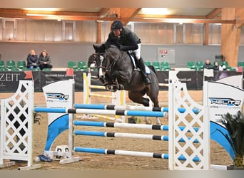 Selle Francais, Wallach, 10 Jahre, 163 cm, Rappe
