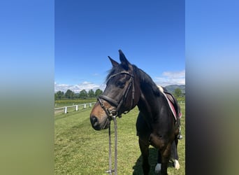 Selle Francais, Wallach, 10 Jahre, 168 cm, Dunkelbrauner