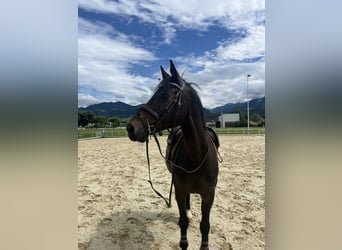 Selle Francais, Wallach, 10 Jahre, 168 cm, Dunkelbrauner