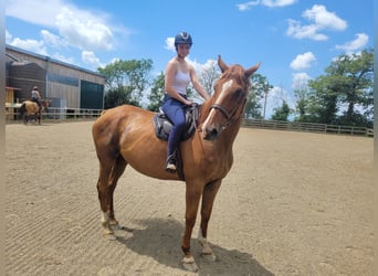 Selle Francais, Wallach, 10 Jahre, 170 cm, Fuchs