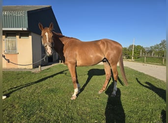 Selle Francais, Wallach, 10 Jahre, 170 cm, Fuchs